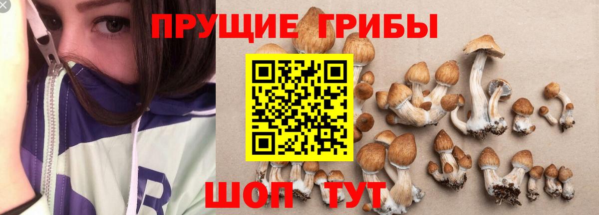 Галлюциногенные грибы Psilocybe  Вход с VPN  Находка 